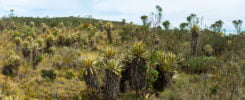 Frailejon (Espeletia Grandiflora) in Paramo Hiking in the Protected Natural Area of Belmira, Antioquia / Colombia