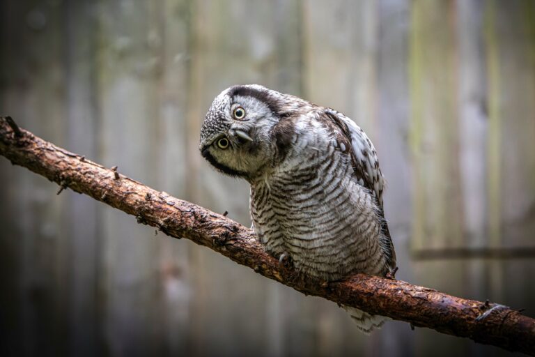 erik-karits-jpIwer9xCSg-unsplash